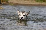 ALASKAN MALAMUTE 649